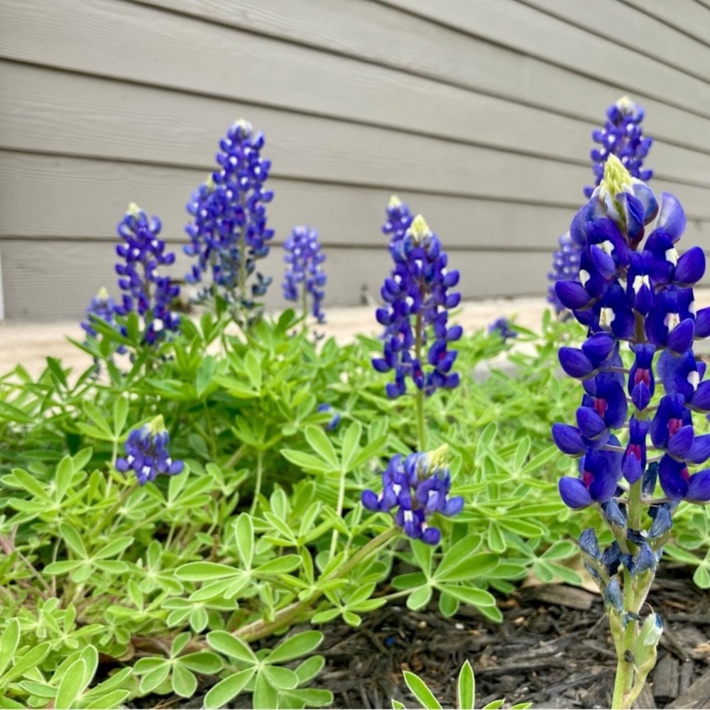 50 Seeds Texas Bluebonnet Wildflower Lupinus texensis Flower Seeds Garden - Picture 5 of 16